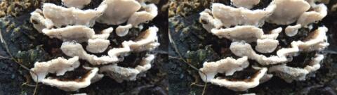 champignon 0011