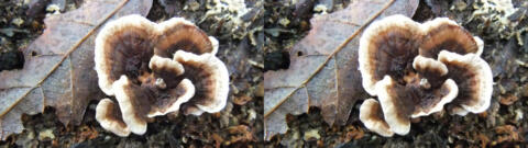 champignon 0012