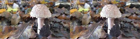 champignon 0013