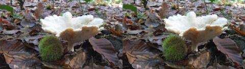 champignon 0014