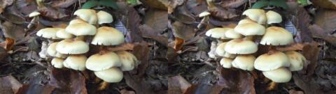 champignon 0016