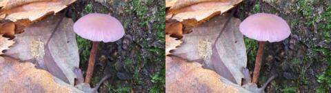 champignon 0017