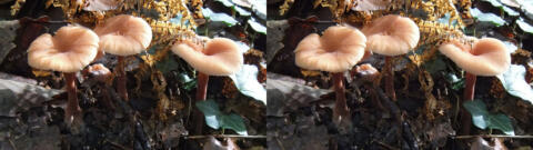 champignon 0018