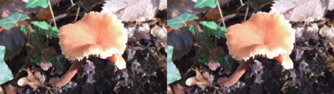 champignon 0019