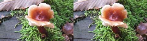 champignon 0020