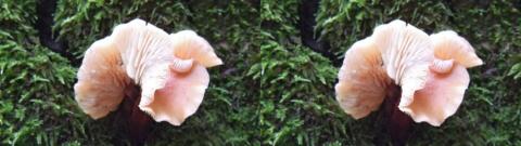 champignon 0021