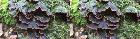 champignon 0022