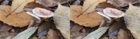 champignon 0023