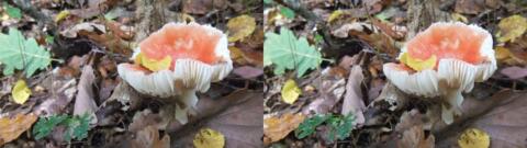champignon 0024