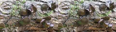 champignon 0025