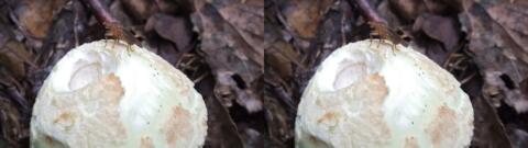 champignon 0026