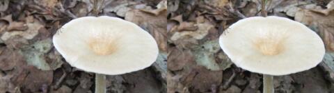 champignon 0027
