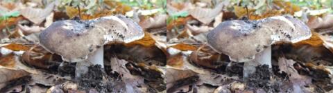 champignon 0028