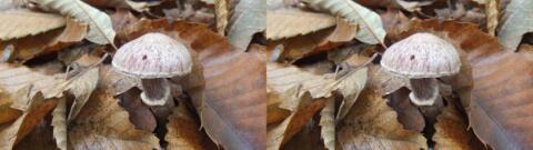 champignon 0029