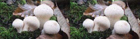 champignon 0030
