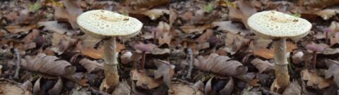 champignon 0031