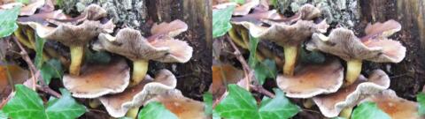 champignon 0032
