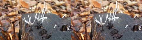 champignon 0033