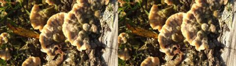 champignon 0034