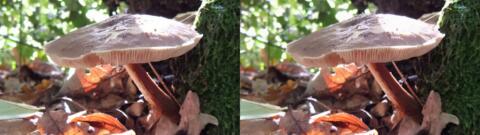 champignon 0035