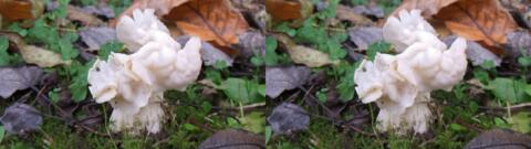 champignon 0036