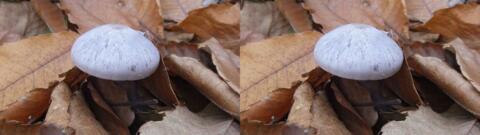 champignon 0037