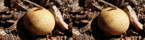 champignon 0038