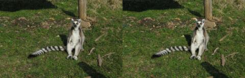 2011-03-24ParcDesFelins_112