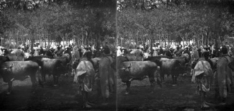BAL 0074 021