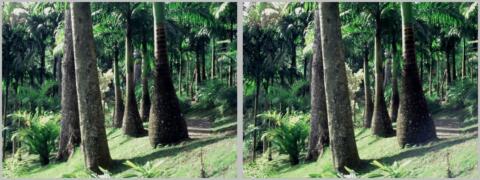 Jardins de Balata à Fort de France