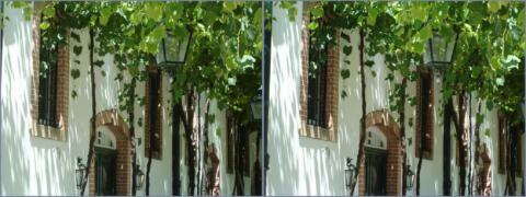 Vignes grimpantes chez un marchand de porto