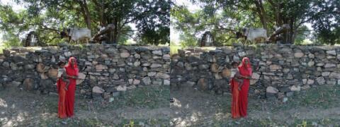 Irrigation par noria(1)