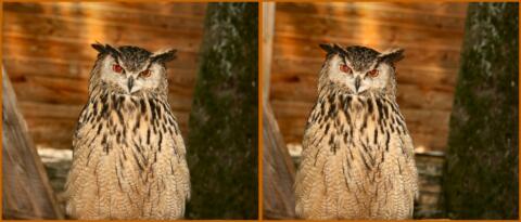 Coucou, Hibou ! à Rocamadour