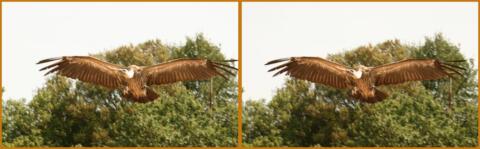 Vautour Le rocher des aigles à Rocamadour