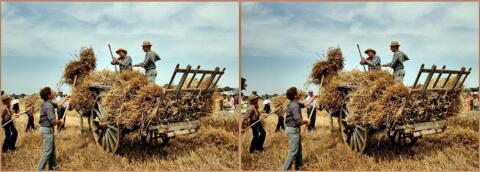 Moisson à l'ancienne à Angrie (36e Festival des Moissons)