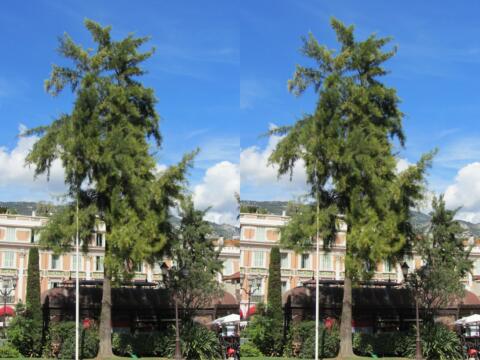 Casuarina sur la Place d'Armes