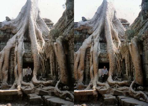 Le banyan du temple du Ta Prohm