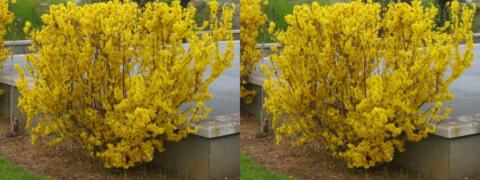 Forsythia, floraison printanière