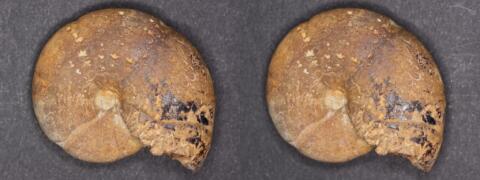 Mini fossile : Ammonite