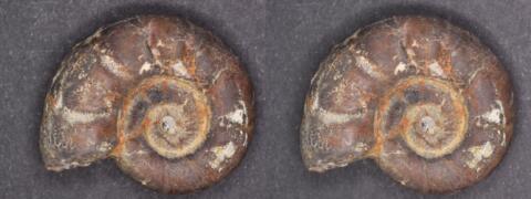 Mini fossile : Ammonite