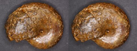 Mini fossile : Ammonite