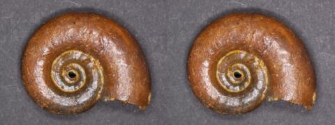 Mini fossile : Ammonite