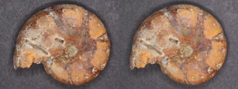Mini fossile : Ammonite