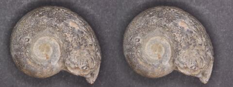 Mini fossile : Ammonite