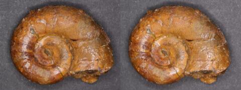 Mini fossile : Ammonite