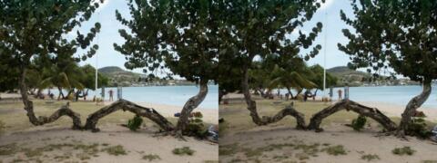 Arbre couché sur la plage de Saint-Anne