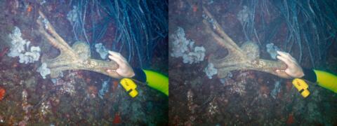 Poulpe commun, pieuvre commune : Octopus vulgaris - Algue, Padine : Padina pavonica