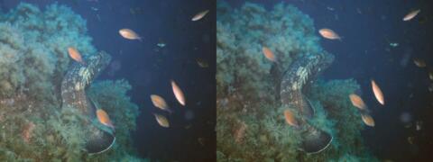 Mérou : Epinephelus guaza - Banc de Castagnoles : Chromis chromis