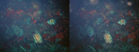 Diodon apprivoisé, Diodon hystrix et Oursin des Caraïbes
