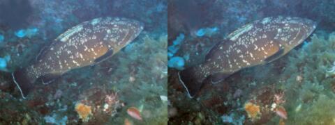 Mérou : Epinephelus guaza - Au premier plan, Crénilabre de Méditerranée : Symphodus mediterraneus